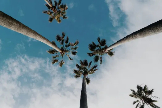 blue sky view of tall trees